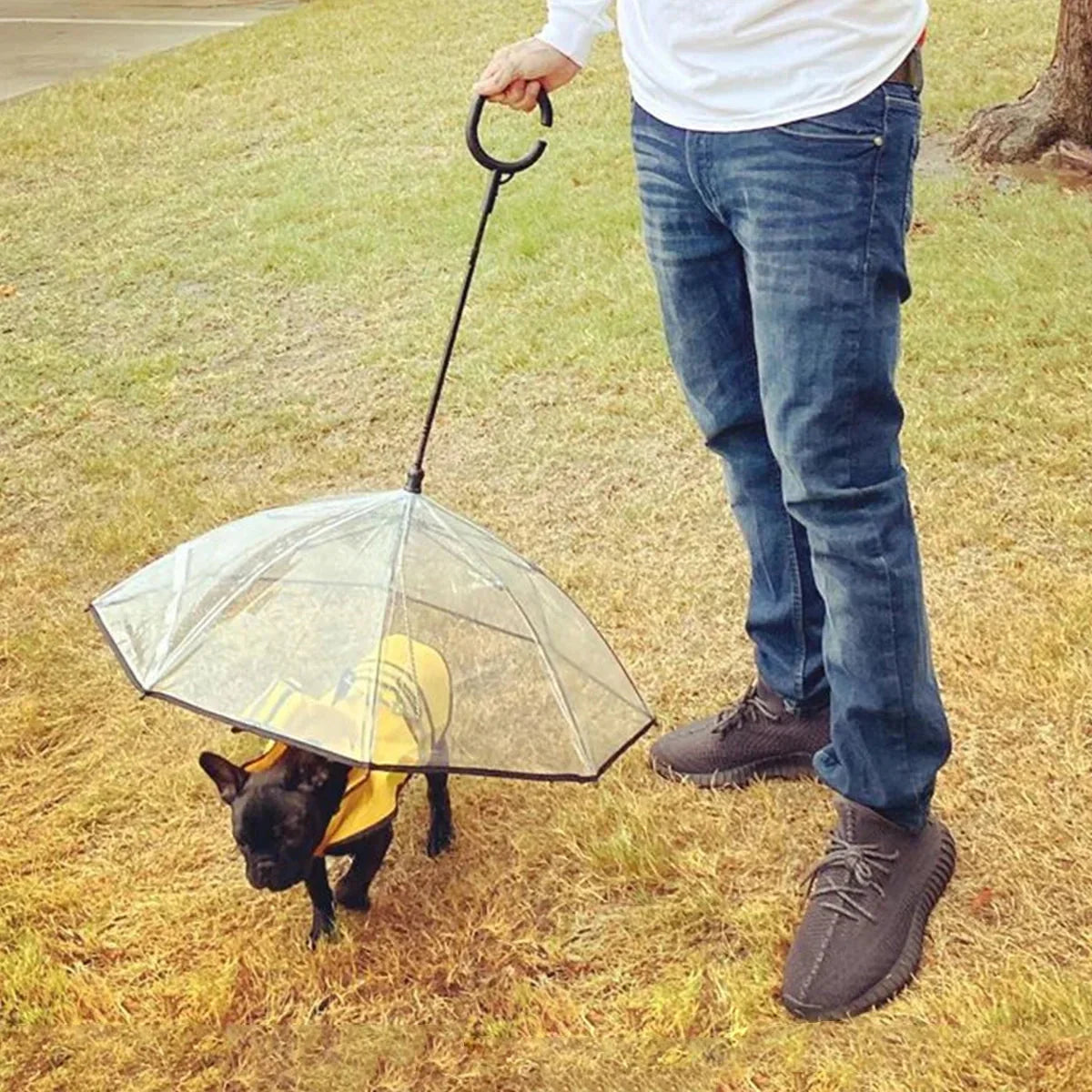 Person holding a transparent dog umbrella with a dog inside on grass.
